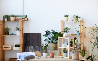 Intégrer les plantes dans sa décoration intérieure