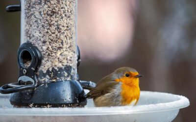 Créer une mangeoire à oiseaux.