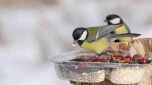 Oiseaux qui mangent dans un mangeoire