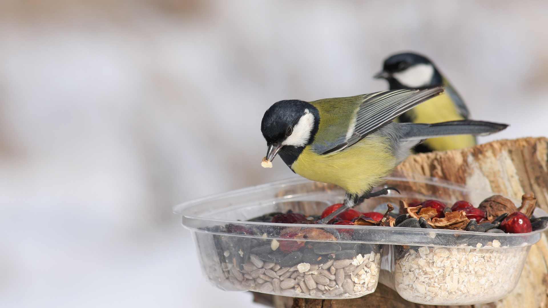 Oiseaux qui mangent dans un mangeoire 