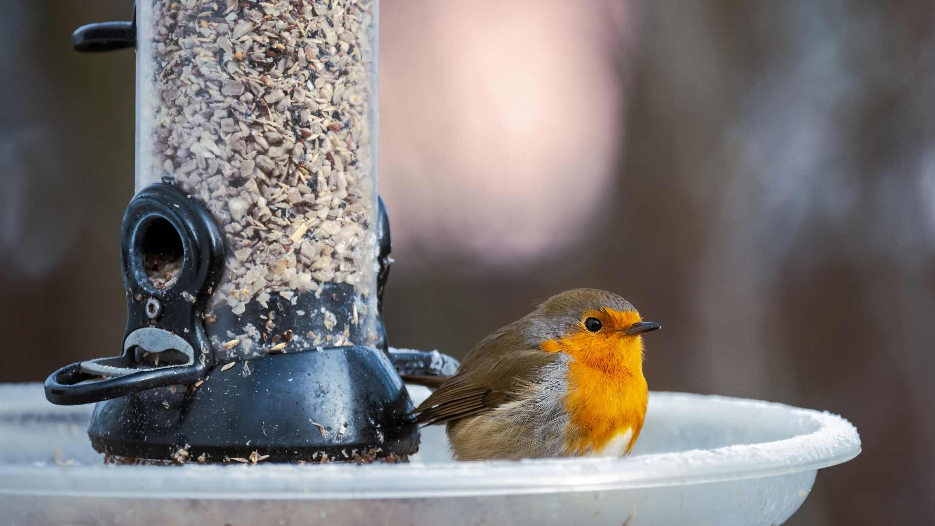 Oiseaux qui mangent dans un mangeoire